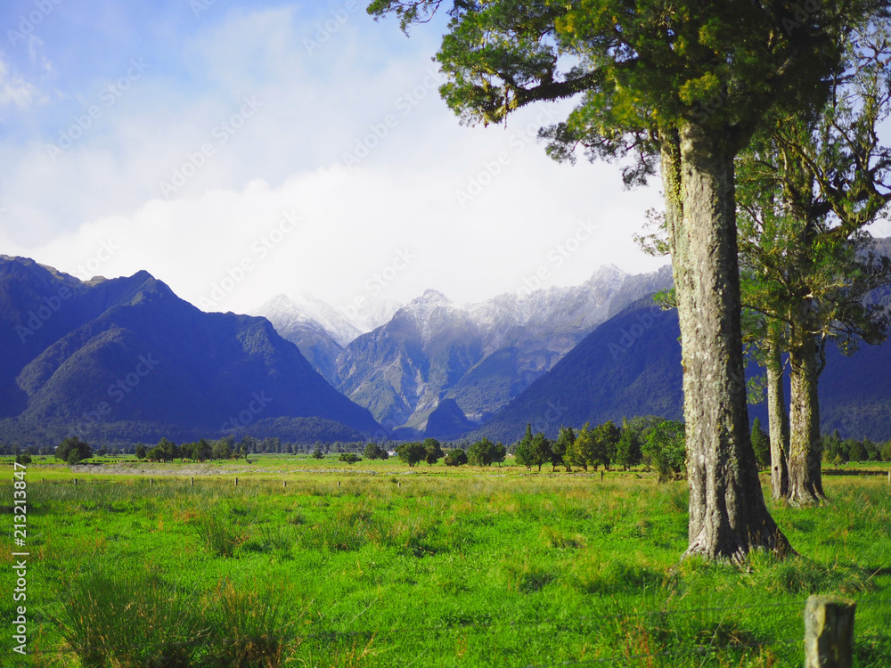 Big tree in the grass