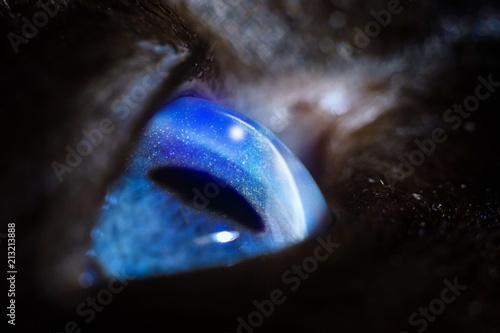 Canvas Print cat's blue eye. look up. the reflection of the stars