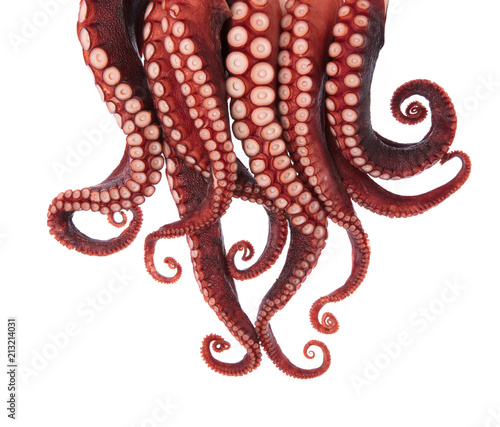 tentacles of octopus isolated on white background photo