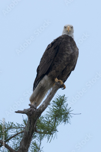 Bald eagle on tree