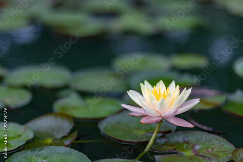 lotus flower water nature pond beautiful garden blossom 