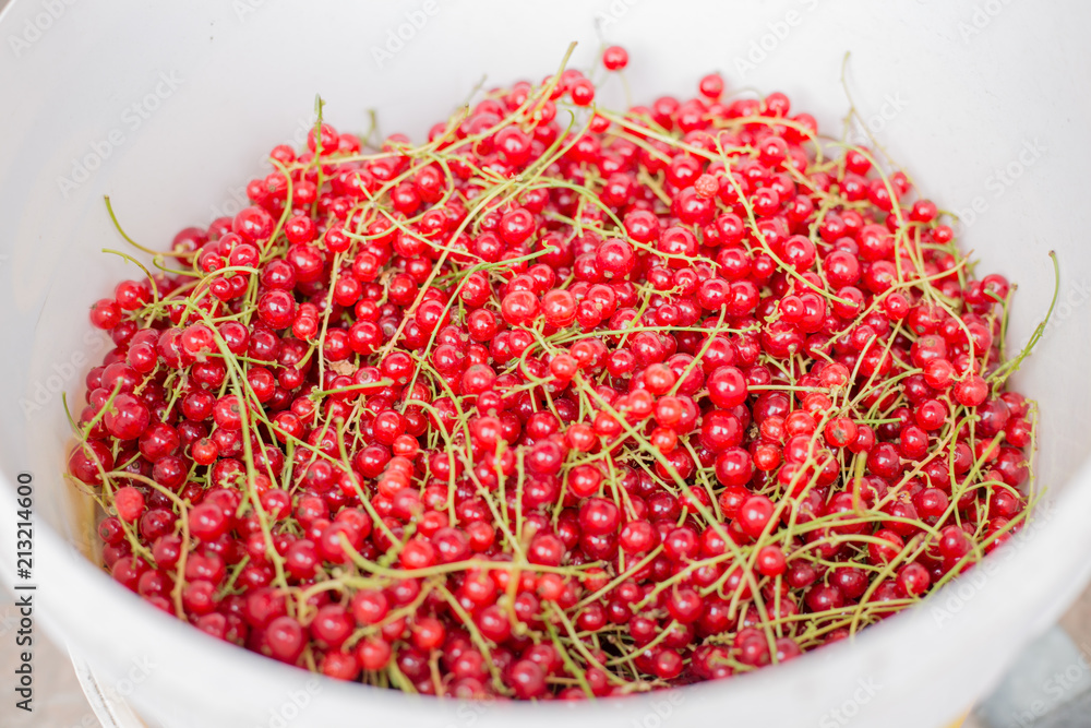 Fototapeta premium czerwona porzeczka w wiadrze