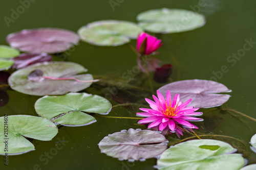 lotus flower water nature pond beautiful garden blossom 