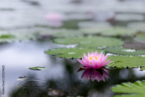 Fototapeta Naklejka Na Ścianę i Meble -  lotus flower water nature pond beautiful garden blossom 