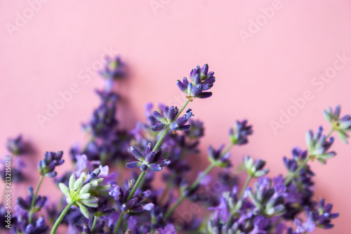Fototapeta Naklejka Na Ścianę i Meble -  Lavender flower, violet Lavender flowers on a pink background. Lavandula.