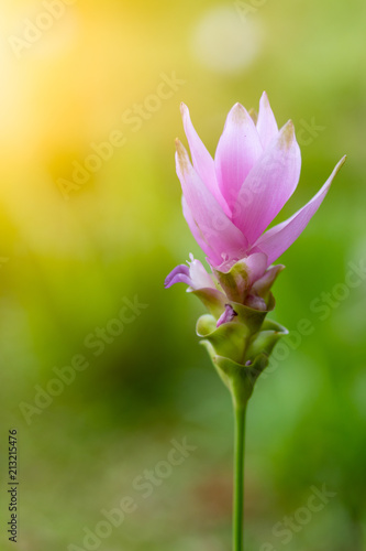 flower krachai background beautiful pink garden nature beauty