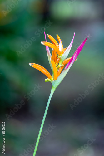 heliconia flower tropical isolated closeup beautiful bird background 