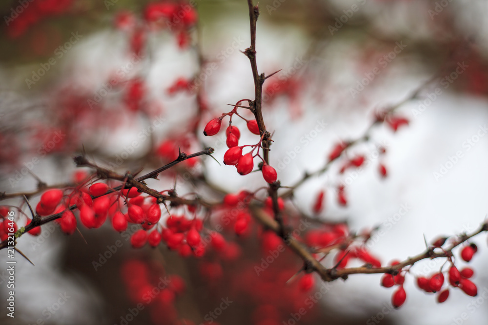 Autumn Landscape, Red Berries Barberry, branches in the ice, late autumn, Autumn Landscape, Red Berries Barberry, branches in the ice, late autumn,