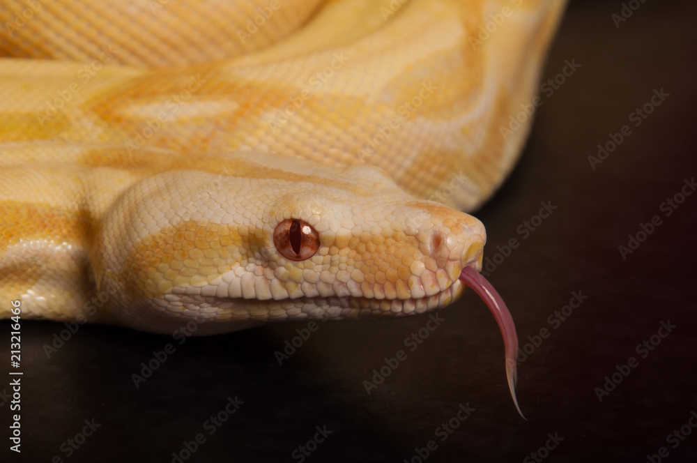 Fototapeta premium Albino boa tongue flick