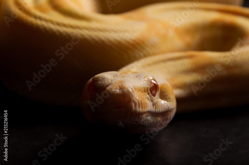 Albino boa preparing to strike