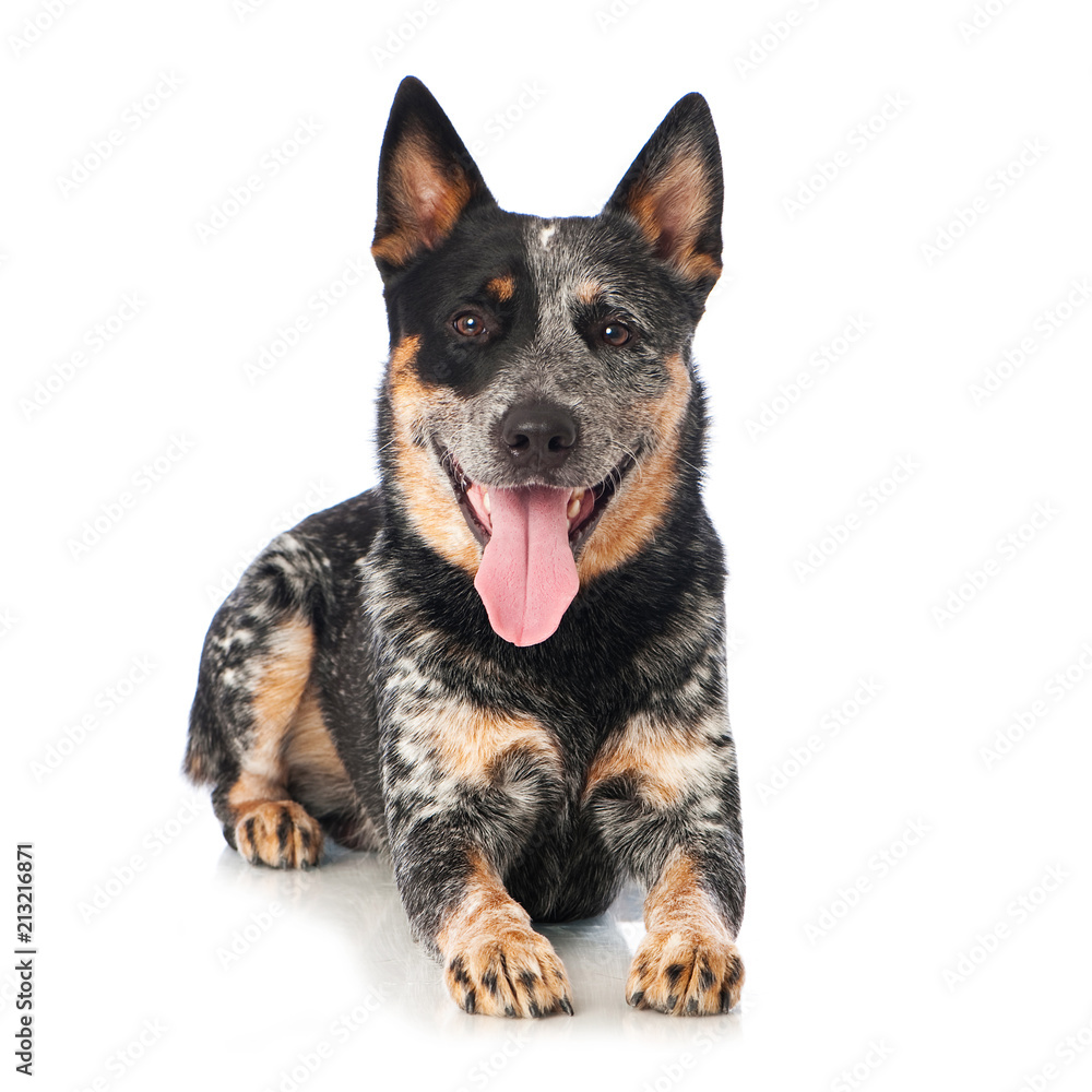 Australian Cattle Dog isoliert auf weißem Grund Australian Cattle Dog isoliert auf weißem Grund