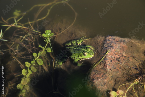 Fototapeta Naklejka Na Ścianę i Meble -  mazury, żaba