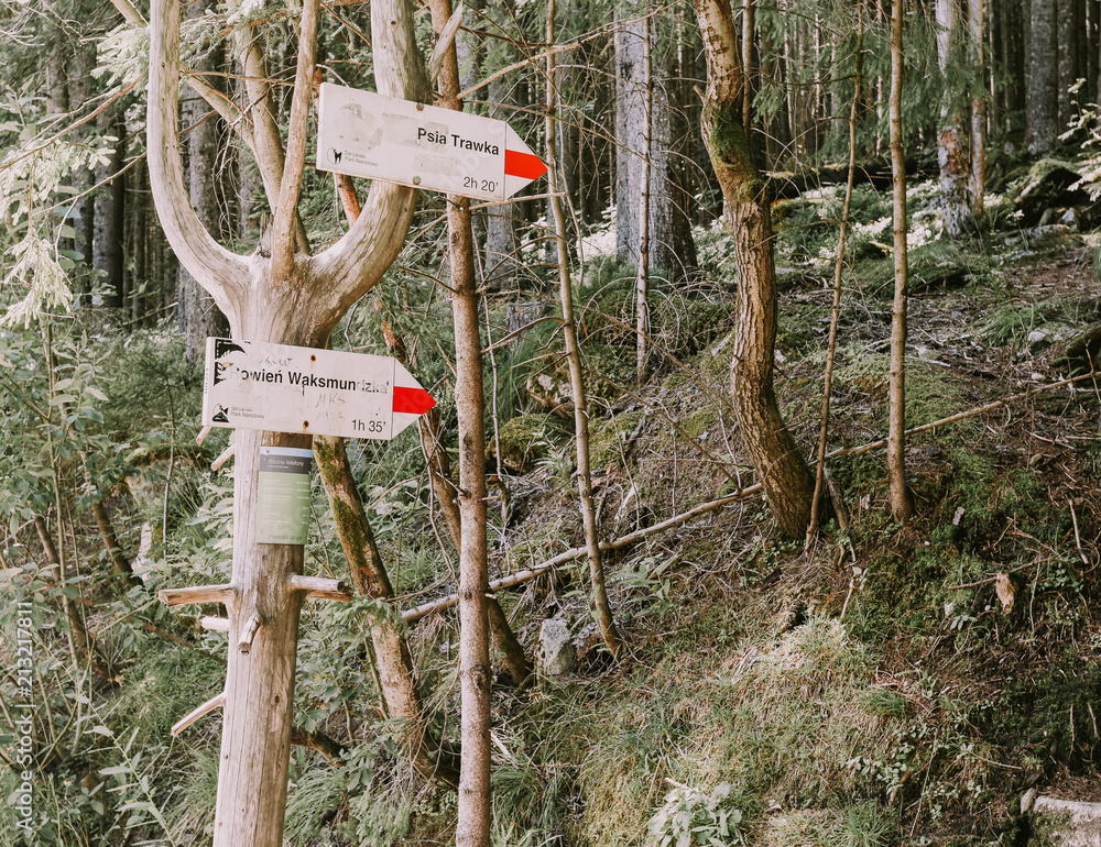 Naklejka premium forest in the mountain