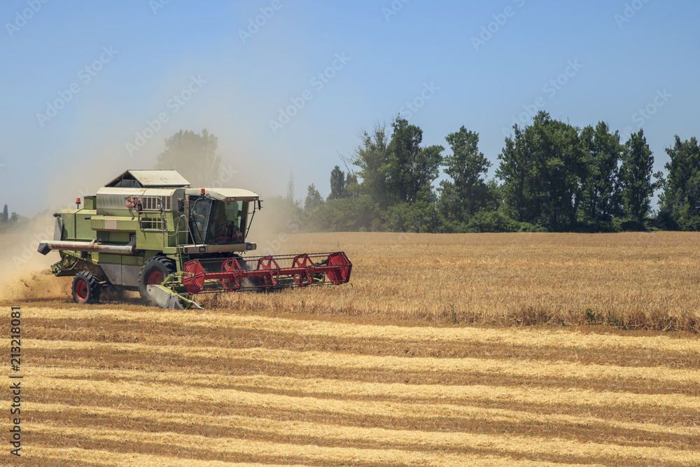 Fototapeta premium Agriculture, harvesting wheat, combine harvester on the field harvesting wheat