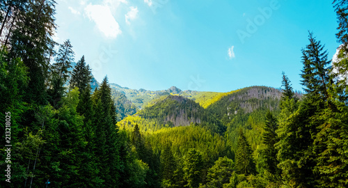 forest in the mountain photo