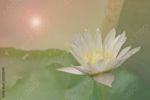 lotus flower. The background is the lotus leaf and white lotus flower and lotus bud in a pond. Beautiful sunlight and sunshine in the morning