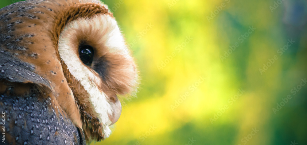 Obraz premium Young Barn Owl looking out