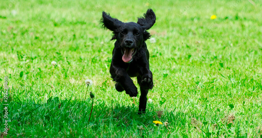 black puppy dog running in green field black puppy dog running in green field