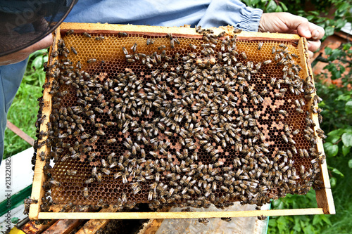 Honeycomb with bees in hands of beekeeper