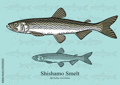 Shishamo Smelt. Vector illustration with refined details and optimized stroke that allows the image to be used in small sizes (in packaging design, decoration, educational graphics, etc.)