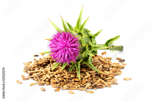 Seeds of a milk thistle with flowers (Silybum marianum, Scotch Thistle, Marian thistle )