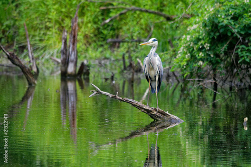 Blue heron in its natural environment, Danubian wetland, Slovakia, Europe