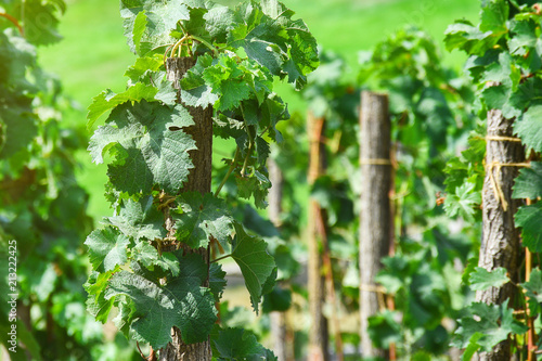 Georgian vineyard close up