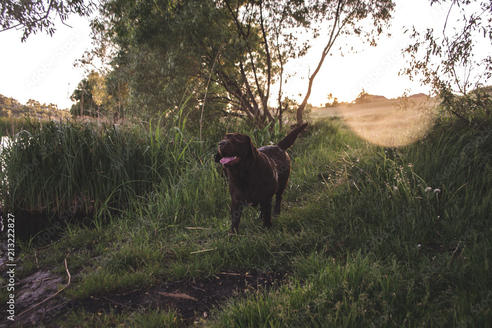 labrador labrador