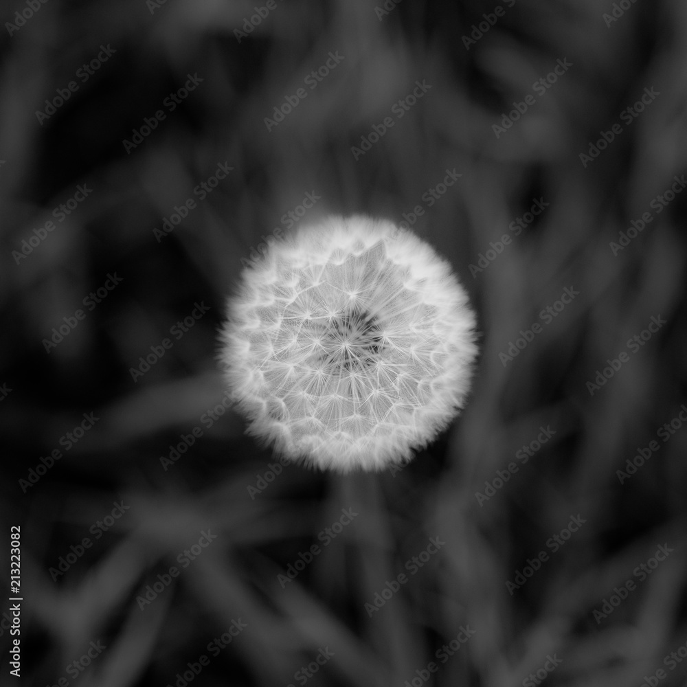 Obraz premium black and white dandelion