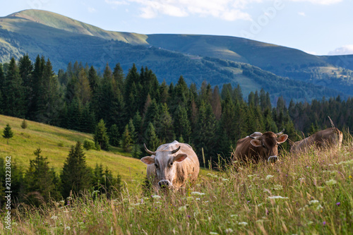 A cow is eating grass in the mountains.