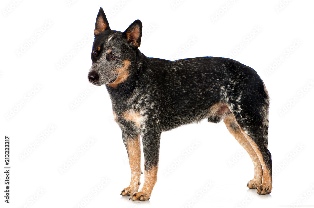 Stehender Australian Cattle Dog isoliert auf weißem Grund Stehender Australian Cattle Dog isoliert auf weißem Grund