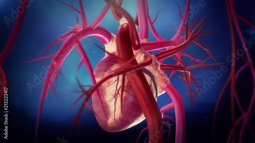 heart with arteries and veins
