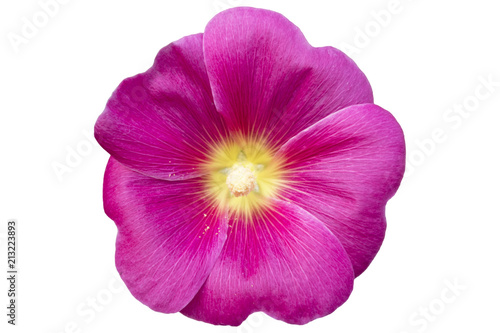 Alcea hollyhock one pink flower isolated on white.