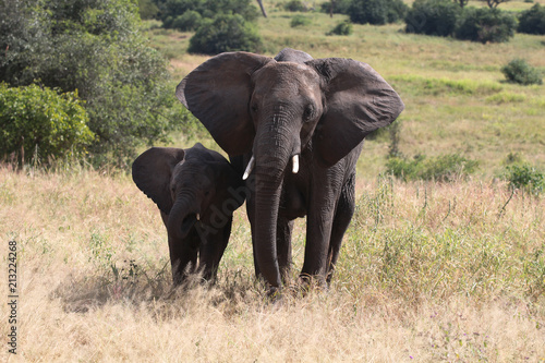 Elefant mit Jungtier © Silke Rabung