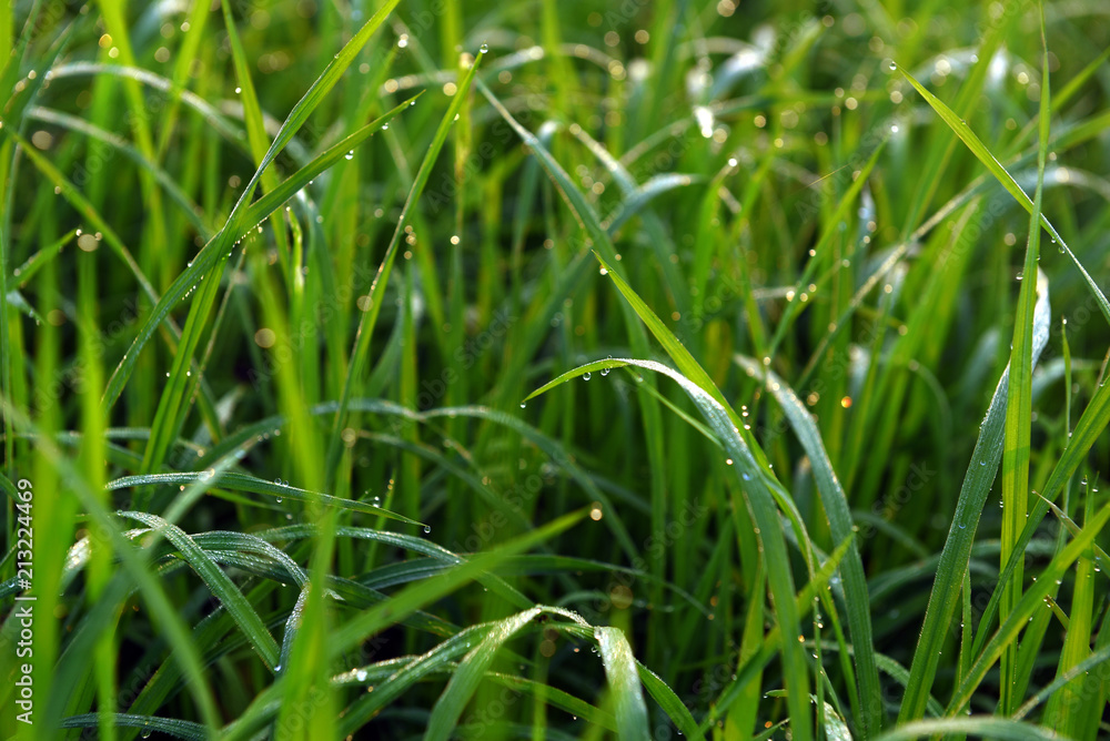 Fototapeta premium Green field of rice in India