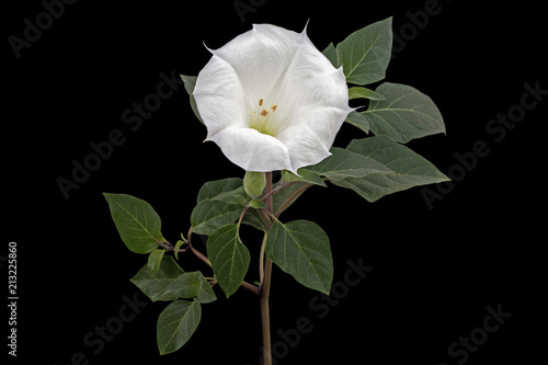 Canvastavla Datura flower, dope, stramonium, thorn-apple, jimsonweed, isolated on black back