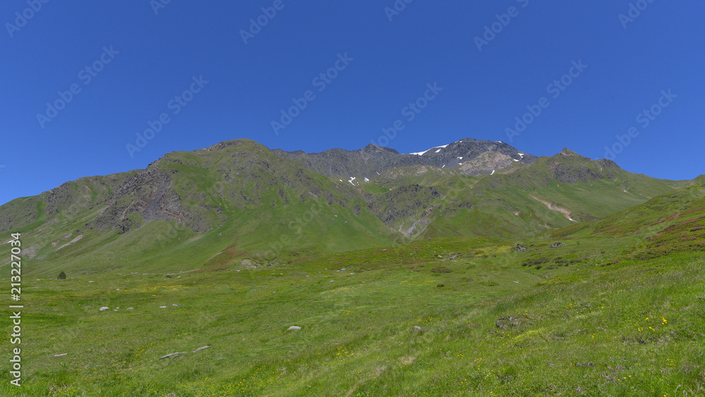 Prateria alpina in alta montagna a 2000 metri di altitudine con rododendri