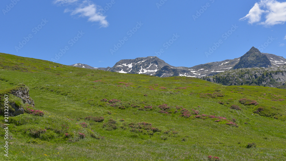 Prateria alpina con cielo blu e prati verdi