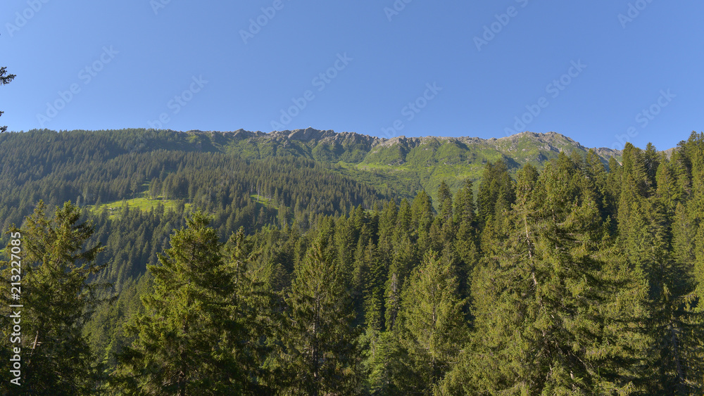 Panorama di abeti montani in estate in alta montagna