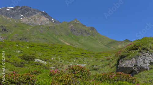 Prateria alpina con prati verdi e cielo azzurro e grossi sassi grigi