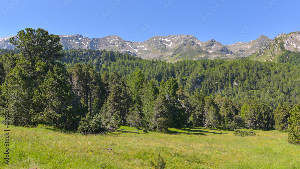 Panorama con pini silvestri in estate in alta montagna