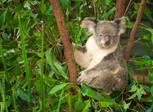 Fototapeta Naklejka Na Ścianę i Meble -  Sleepy Koala on Gumtree