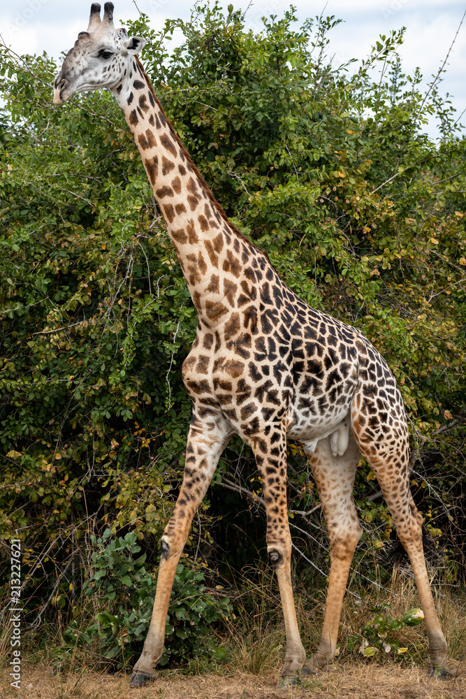 Obraz premium Thornicroft Giraffe
