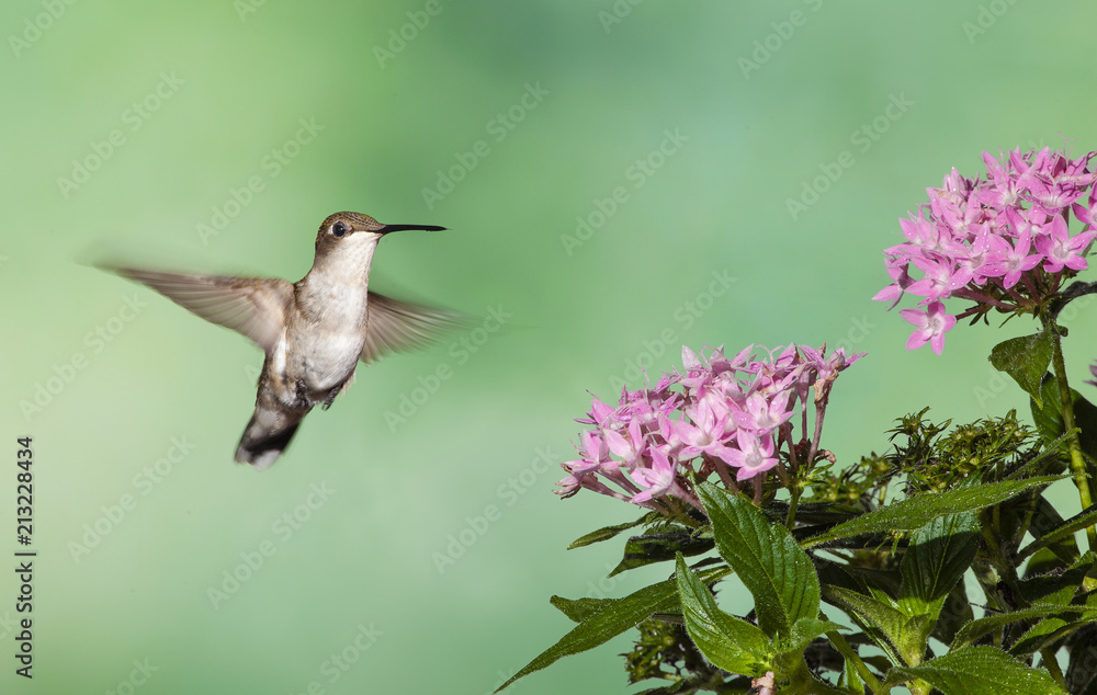 Fototapeta premium Female Ruby-throated Hummingbird Hovering at Penta