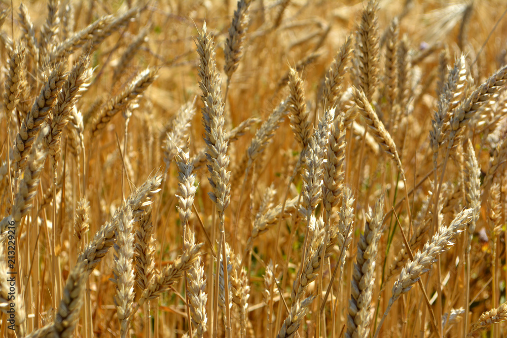Obraz premium Golden wheat in the field. Agricultural landscape. Wheat background. Agriculture concept