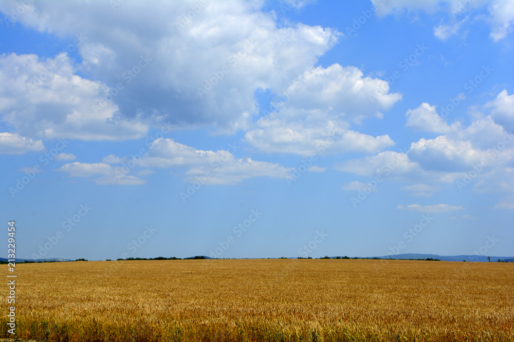Wheat in the field. Blue sky. Agricultural landscape. Wheat background. Agriculture concept Wheat in the field. Blue sky. Agricultural landscape. Wheat background. Agriculture concept