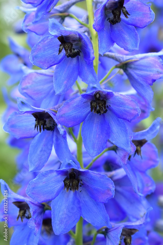 Fototapeta Close-up of blue delphinium flowers in the garden