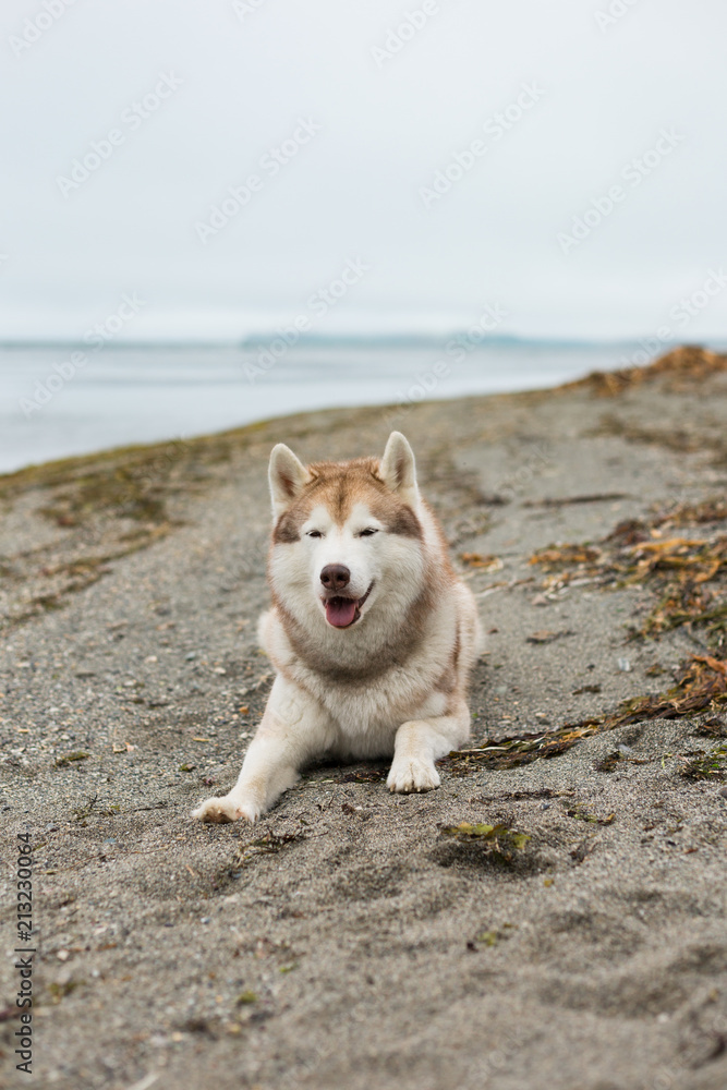 Image of lying Beige and white Siberian Husky dog on the pebble beach on the sea background