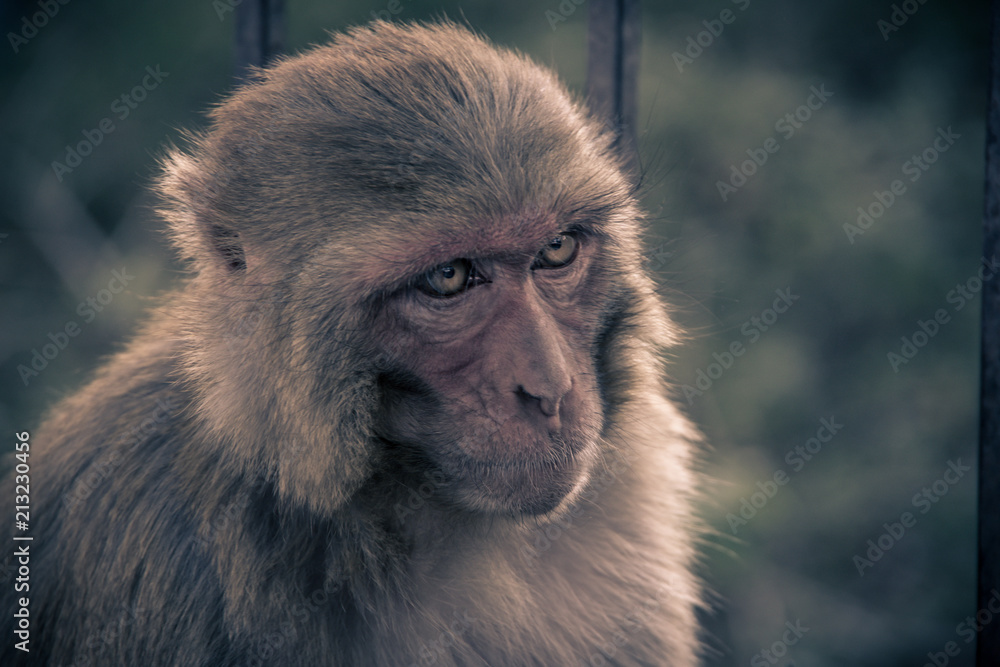 Obraz premium Close up front view of monkey head looking to left side..Rhesus macaque (Macaca mulatta)