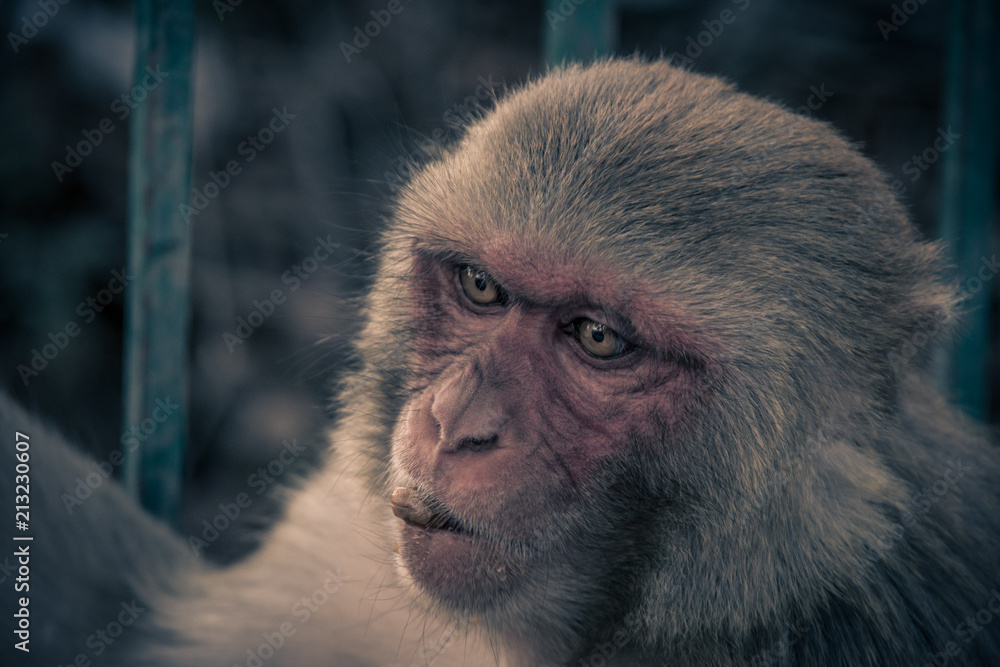Obraz premium Close up front view of monkey face. Monkey looking to the left side..Rhesus macaque (Macaca mulatta)